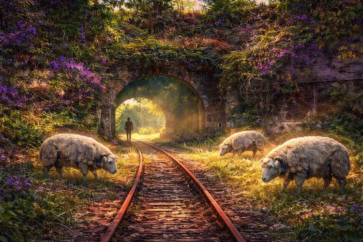 Sheep on railway by flower covered tunnel